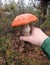 New york long island boletes mushrooms hunting