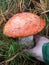 New york long island boletes mushrooms hunting