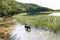 New york long island sunken meadow estuary dog