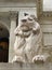 New York Public Library iconic lion - Fortitude, with pigeon, in golden autumn