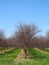 New York State Apple Orchards on Lake Ontario in April