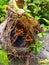 New young born chicks babysitting in the nest