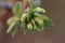 New young leaves of honeysuckle growing in garden. First greens of spring. Close up, selective focus, blurred background