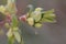 New young leaves of honeysuckle growing in garden. First greens of spring. Close up, selective focus, blurred background