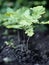 New young oak trees, sprouting from the seeds of the acorn.The background of the spring vegetation