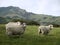 New Zealand: Akaroa landscape with four white sheep