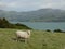 New Zealand: Akaroa landscape with one white sheep