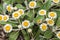 New Zealand alpine daisy flowers in bloom with green glossy leaves