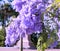 New Zealand, Auckland purple tree