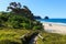 New Zealand beach landscape in summer, with flowering pohutukawa tree