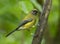 New Zealand Bellbird, Anthornis melanura