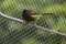 New Zealand bellbird or Korimako in captivity