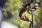 New Zealand Bellbird korimako eating flower in Milford Sound, Fi