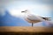 New Zealand Black-billed Seagull