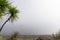 New zealand cabbage tree against grey hazy sky