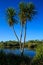 New Zealand Cabbage Tree Growing In Wetland