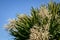 New Zealand Cabbage Tree Ti Kouka in flower