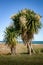 New Zealand Cabbage Tree Ti Kouka in flower