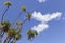 New Zealand Cabbage Trees Cordyline Australis