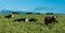 New Zealand Cattle