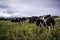 New Zealand Cattle/Cow grazing at farm