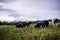 New Zealand Cattle/Cow grazing at farm