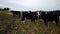 New Zealand Cattle/Cow grazing at farm