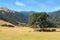 New Zealand cattle farm, midsummer. Cows shelter in the shade of a tree