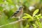 New Zealand Chaffinch