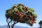 New Zealand Christmas tree metrosideros excelsa