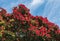 New Zealand Christmas tree with red pohutukawa flowers in bloom