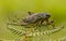 New Zealand Cicade on Leaf with Green Background