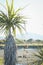 New Zealand Coastal scene with a native Cabbage Tree and a flax bush