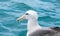 New Zealand coastal seabird