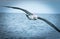 New Zealand coastal seabird