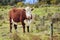 New zealand cow in rural livestock farm