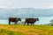 New Zealand cows and calf