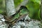 New Zealand Cuckoo