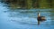 New Zealand dabchick Poliocephalus rufopectus