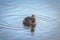 New Zealand dabchick Poliocephalus rufopectus