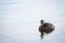 New Zealand dabchick Poliocephalus rufopectus