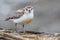 New Zealand Dotterel