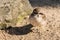 New Zealand dotterel