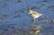 New Zealand Dotterel Bird at Scandrett Beach Auckland New Zealand; Wildlife at Regional Park