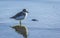 New Zealand Dotterel Bird at Scandrett Beach Auckland New Zealand; Wildlife at Regional Park
