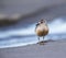 New Zealand Dotterel, Charadrius obscurus