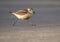 New Zealand Dotterel, Charadrius obscurus