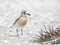 New Zealand Dotterel, Charadrius obscurus