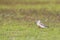 New Zealand Dotterel, Charadrius obscurus