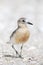 New Zealand Dotterel, Charadrius obscurus